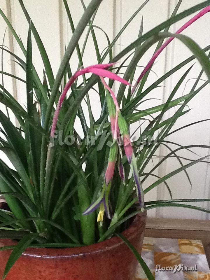 Billbergia nutans