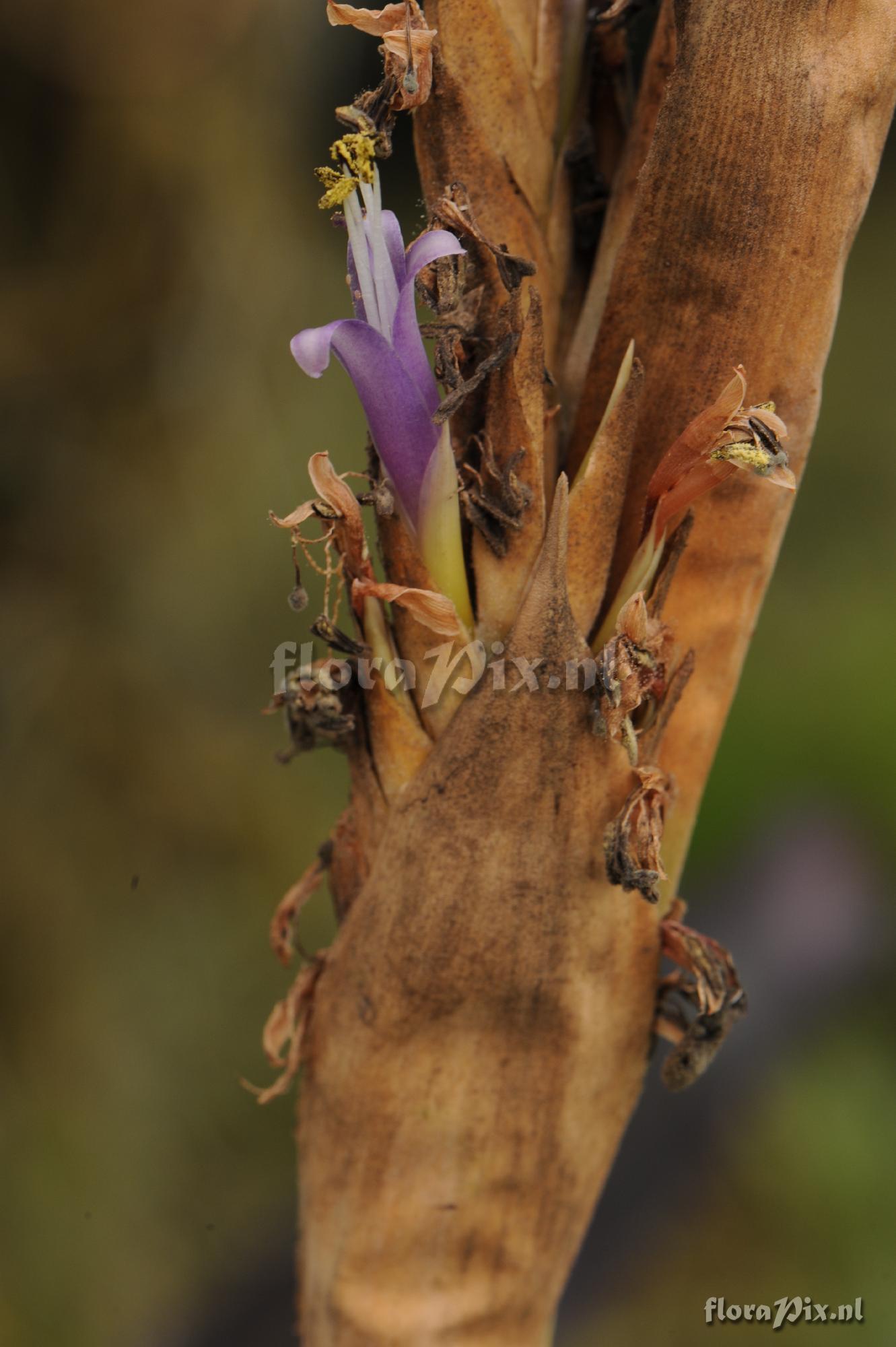 Tillandsia harmsiana