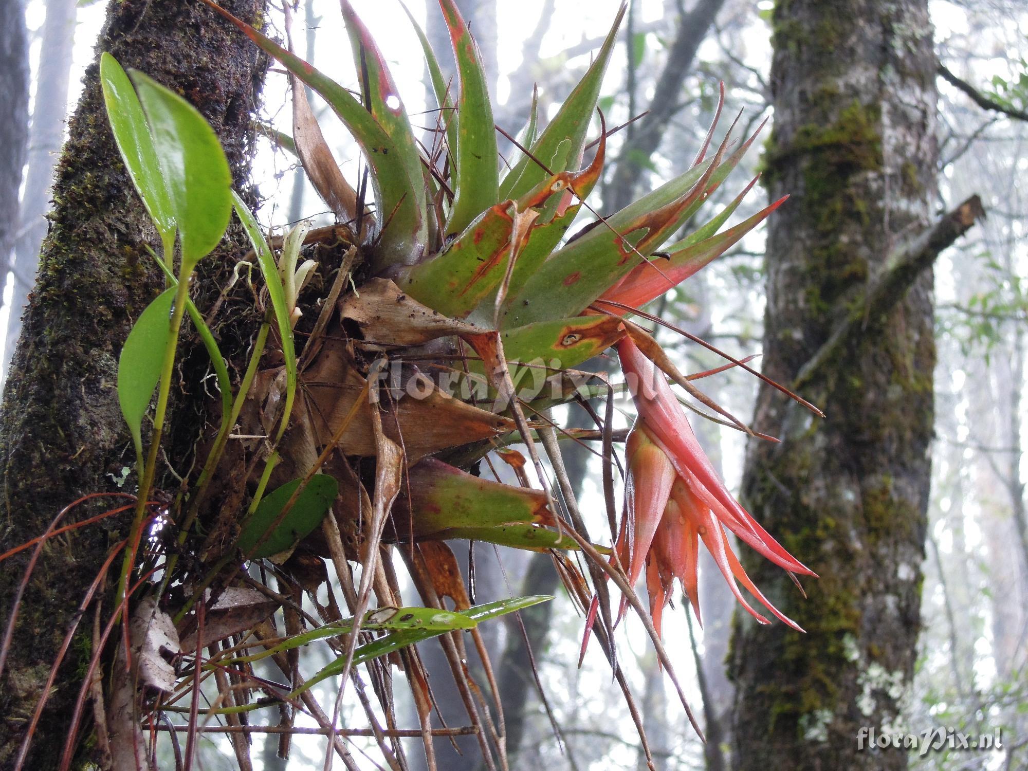 Tillandsia lautnerii