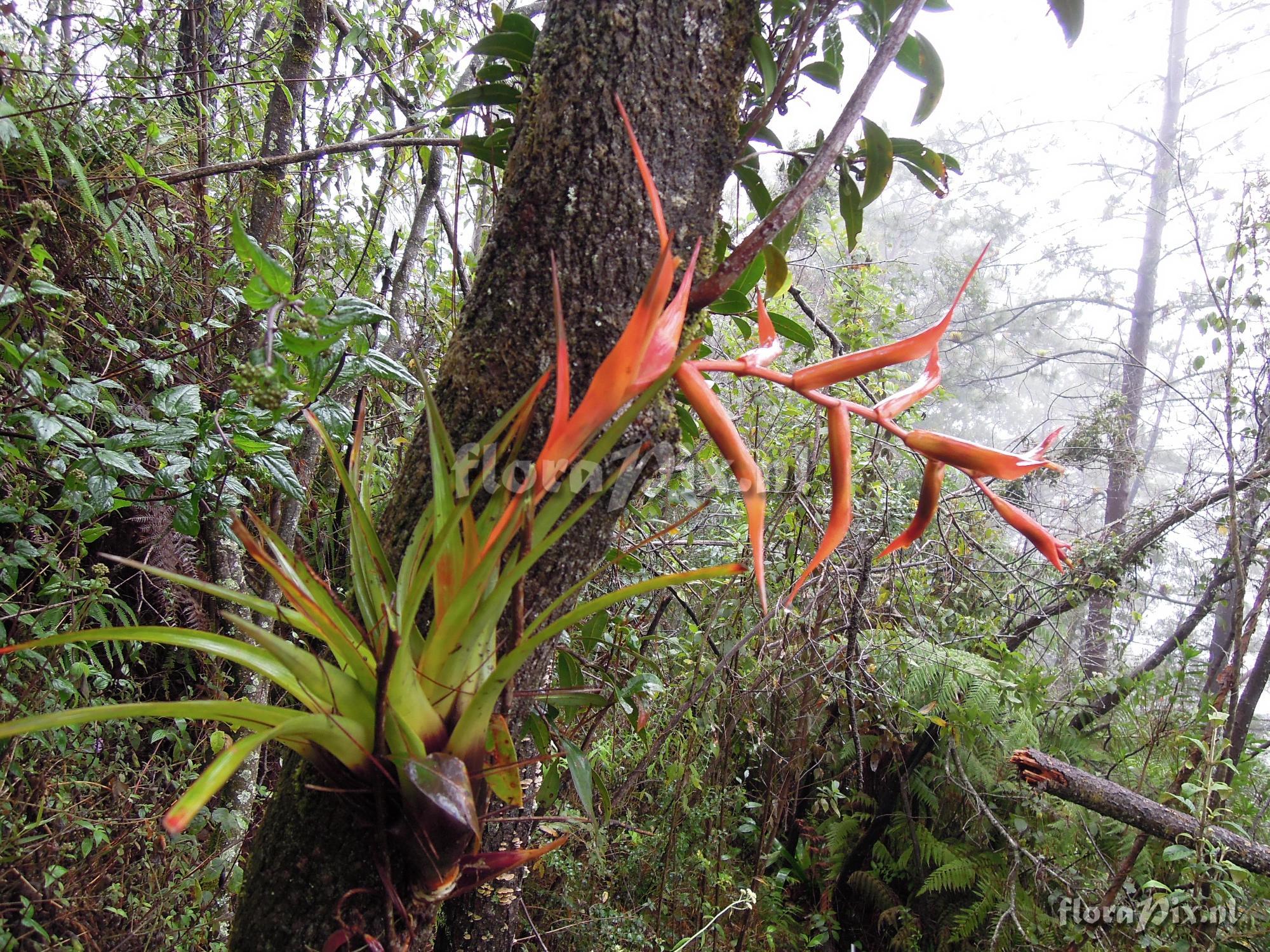 Tillandsia orogenes