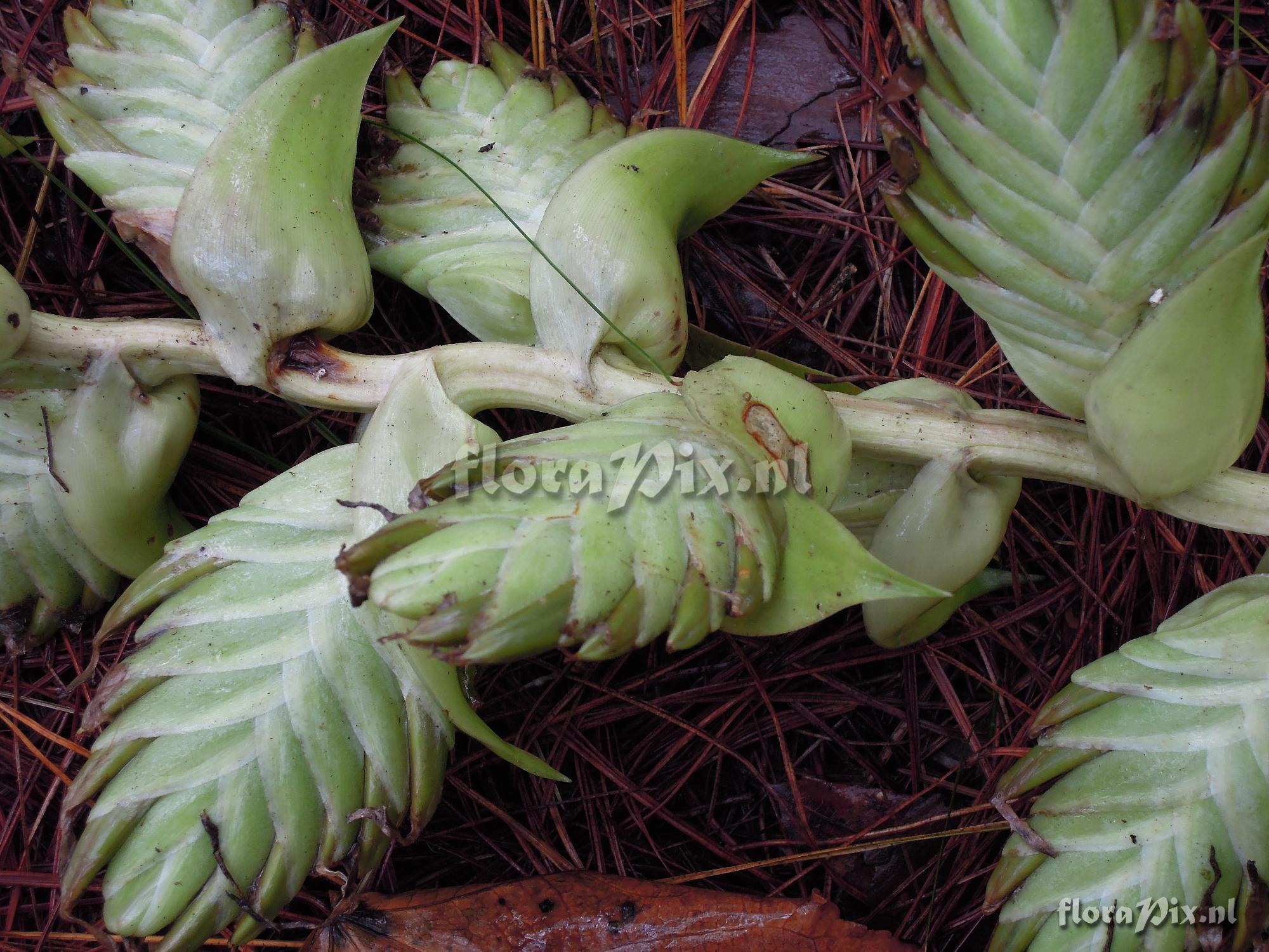 Tillandsia eizii