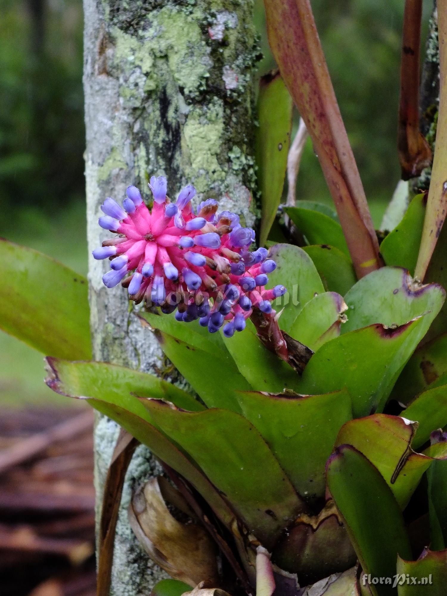 Aechmea gamosepala