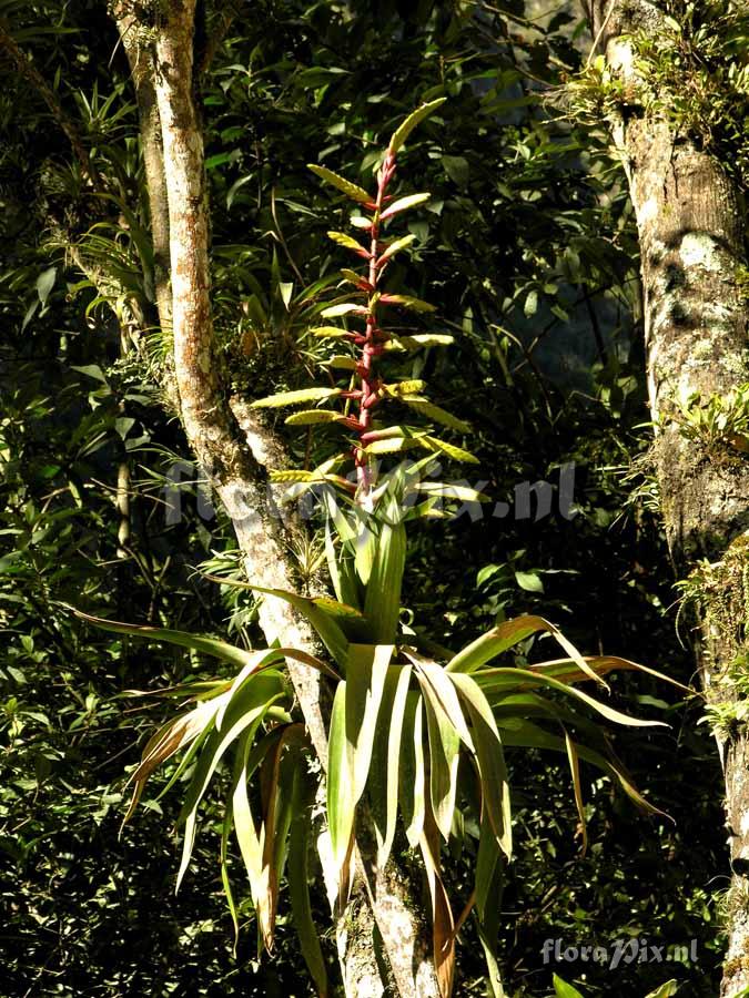 Tillandsia fendleri