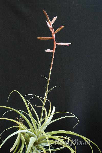 Tillandsia latifolia