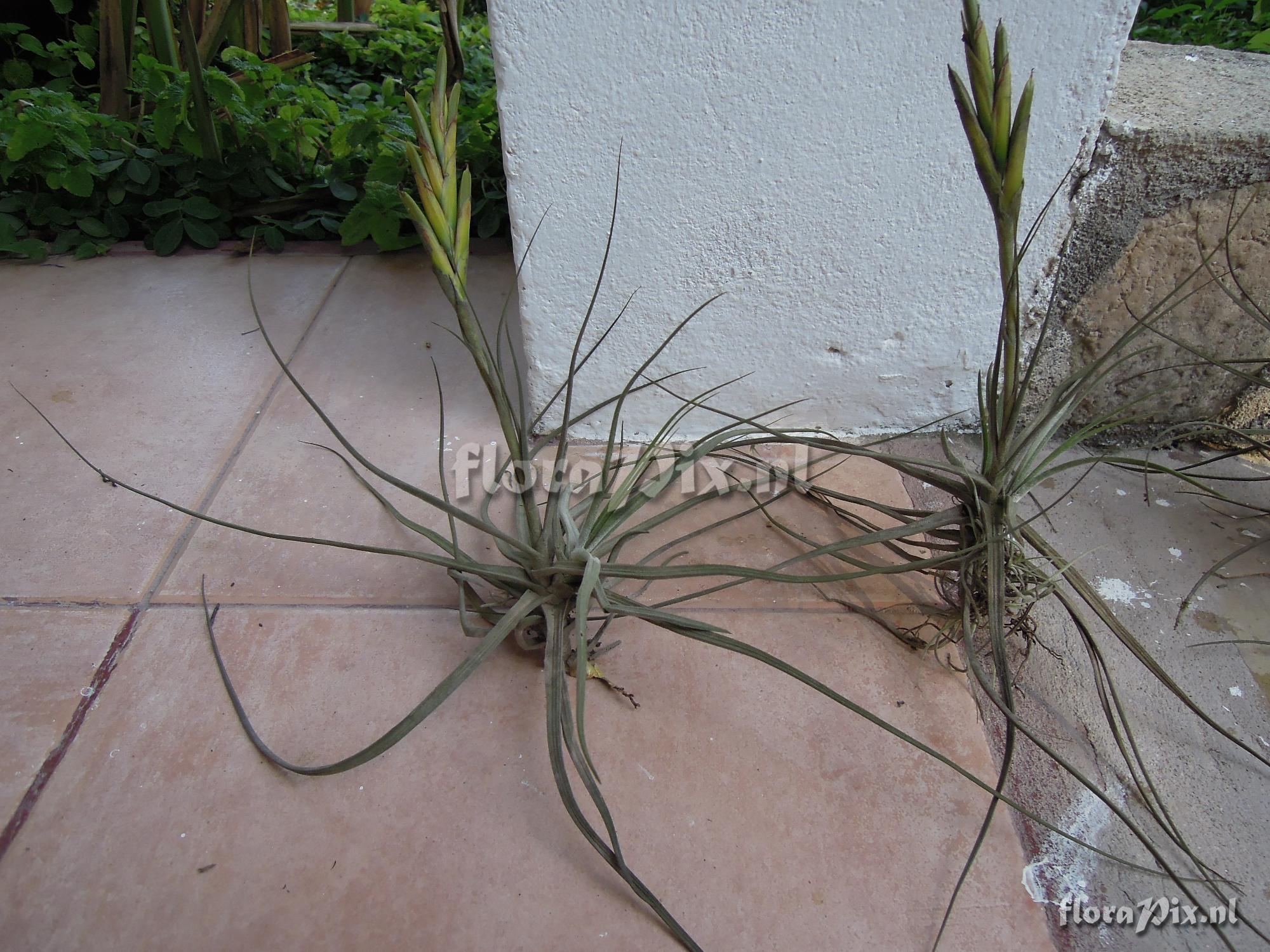 Tillandsia schiedeana