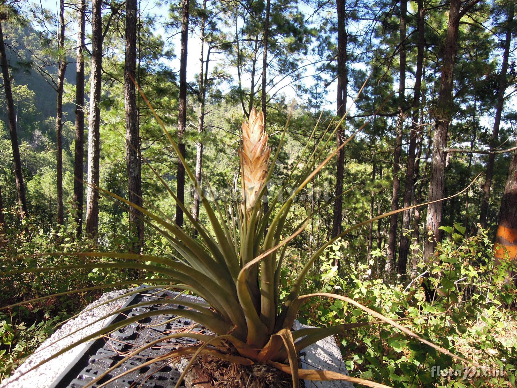 Tillandsia fasciculata var. fasciculata