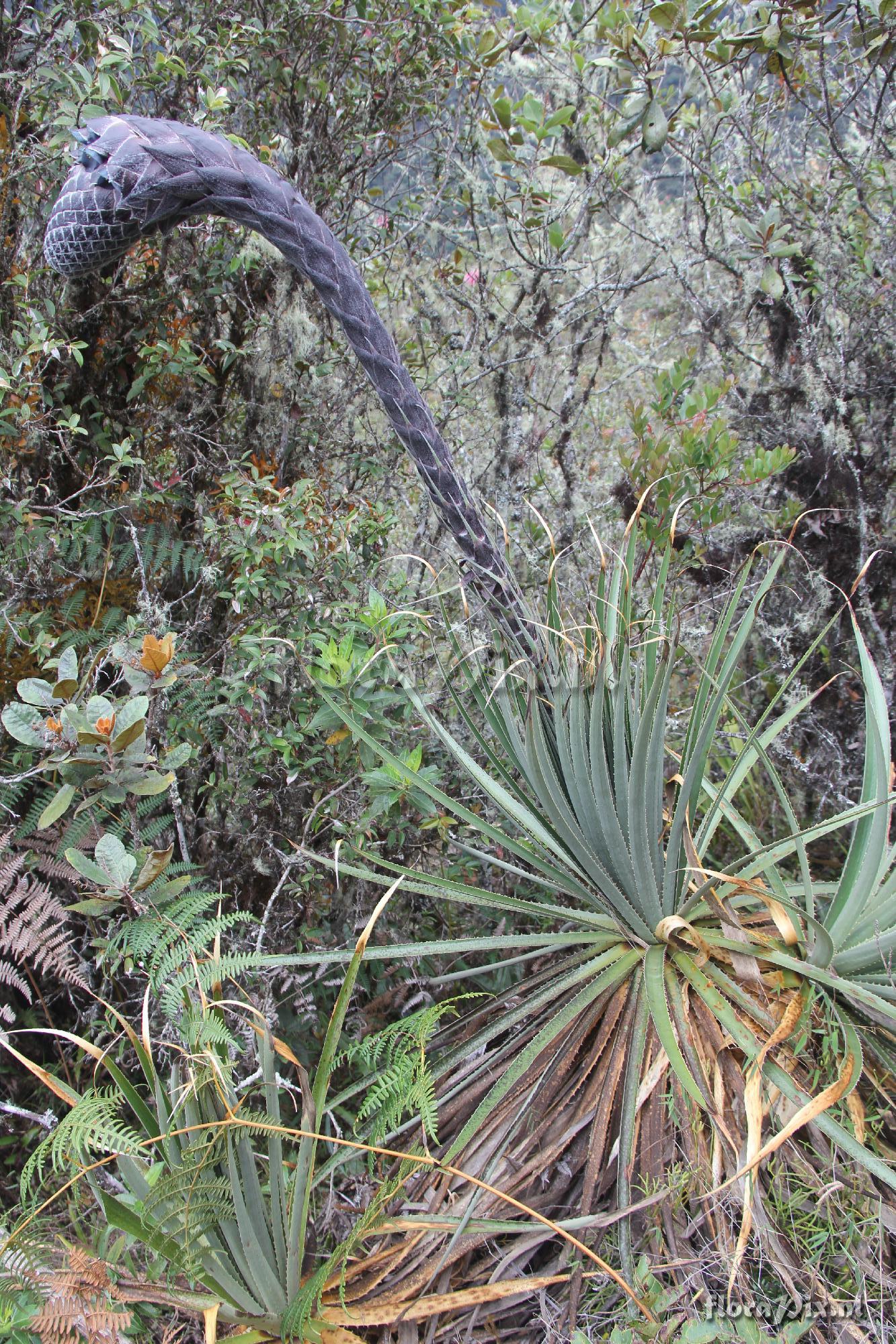 Puya pizarroana?