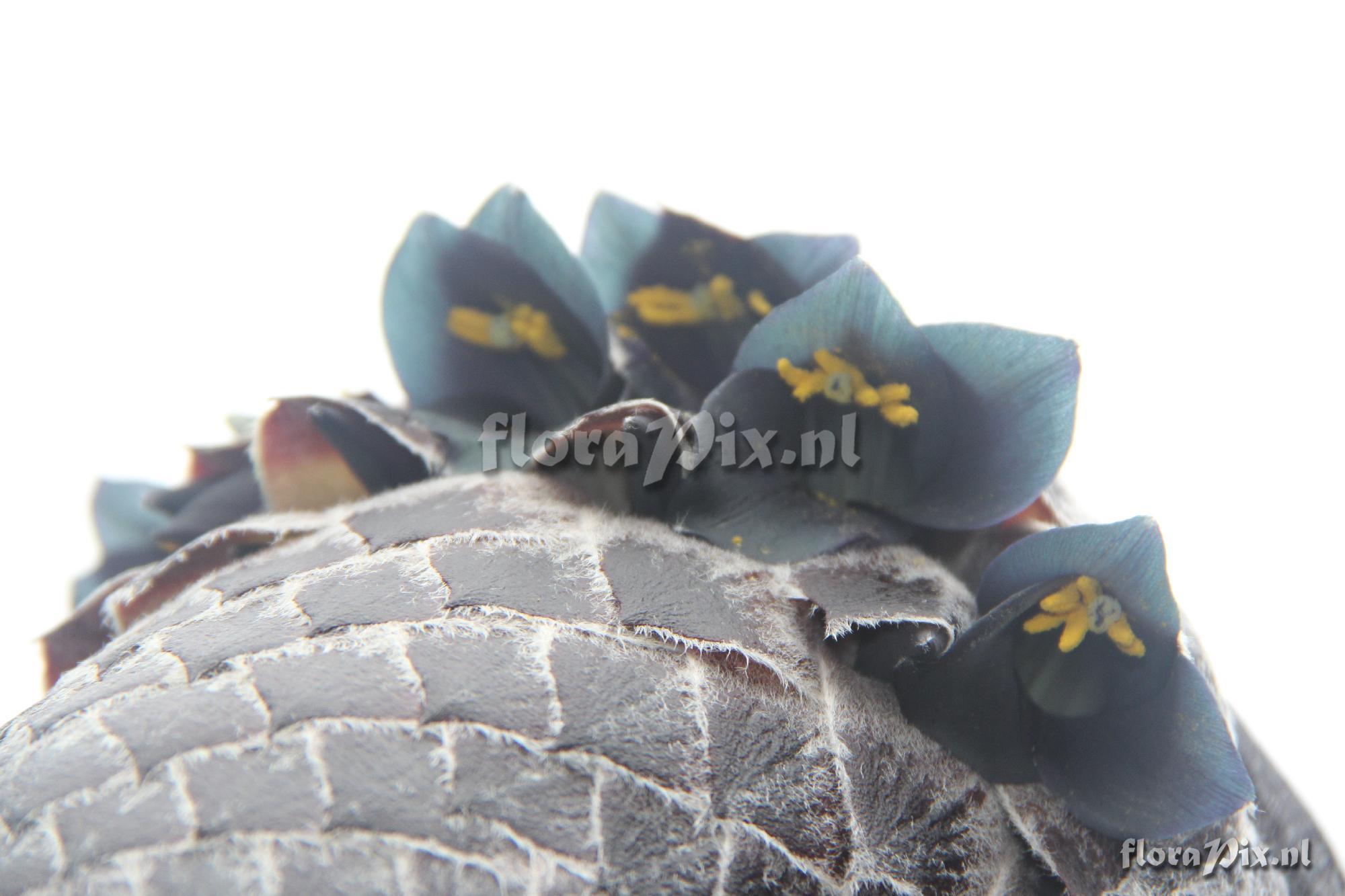 Puya pizarroana?