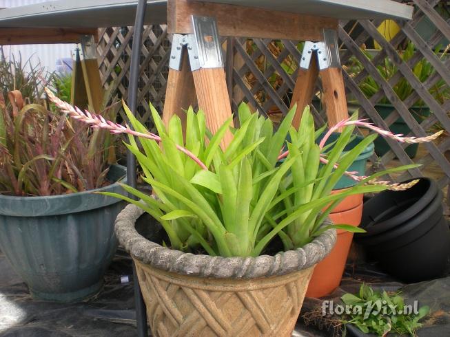 UNKNOWN - Quesnelia Aechmea Cross???