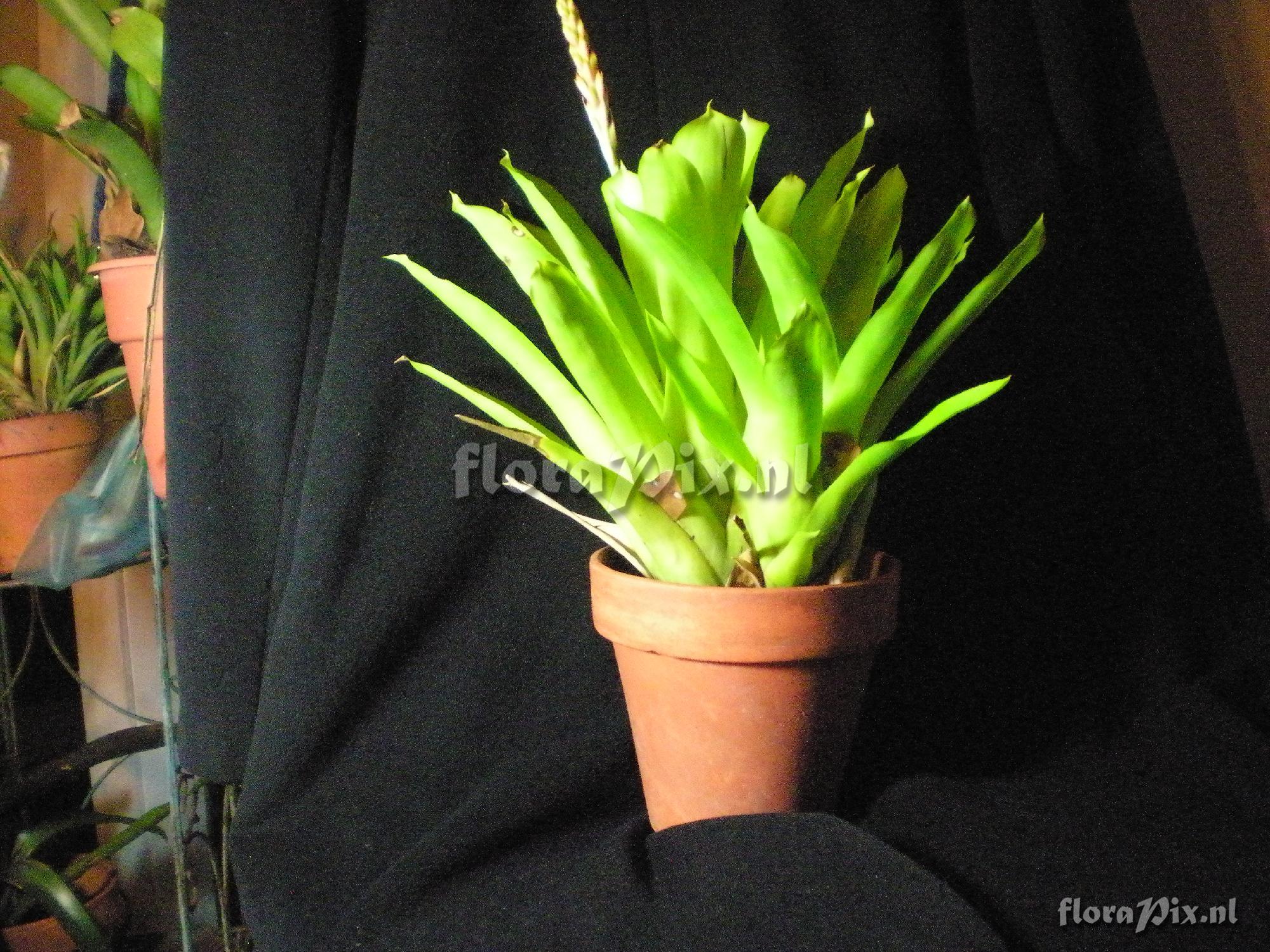 Quesnelia Aechmea Cross???