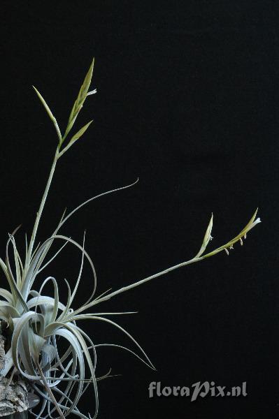 Tillandsia lorentziana