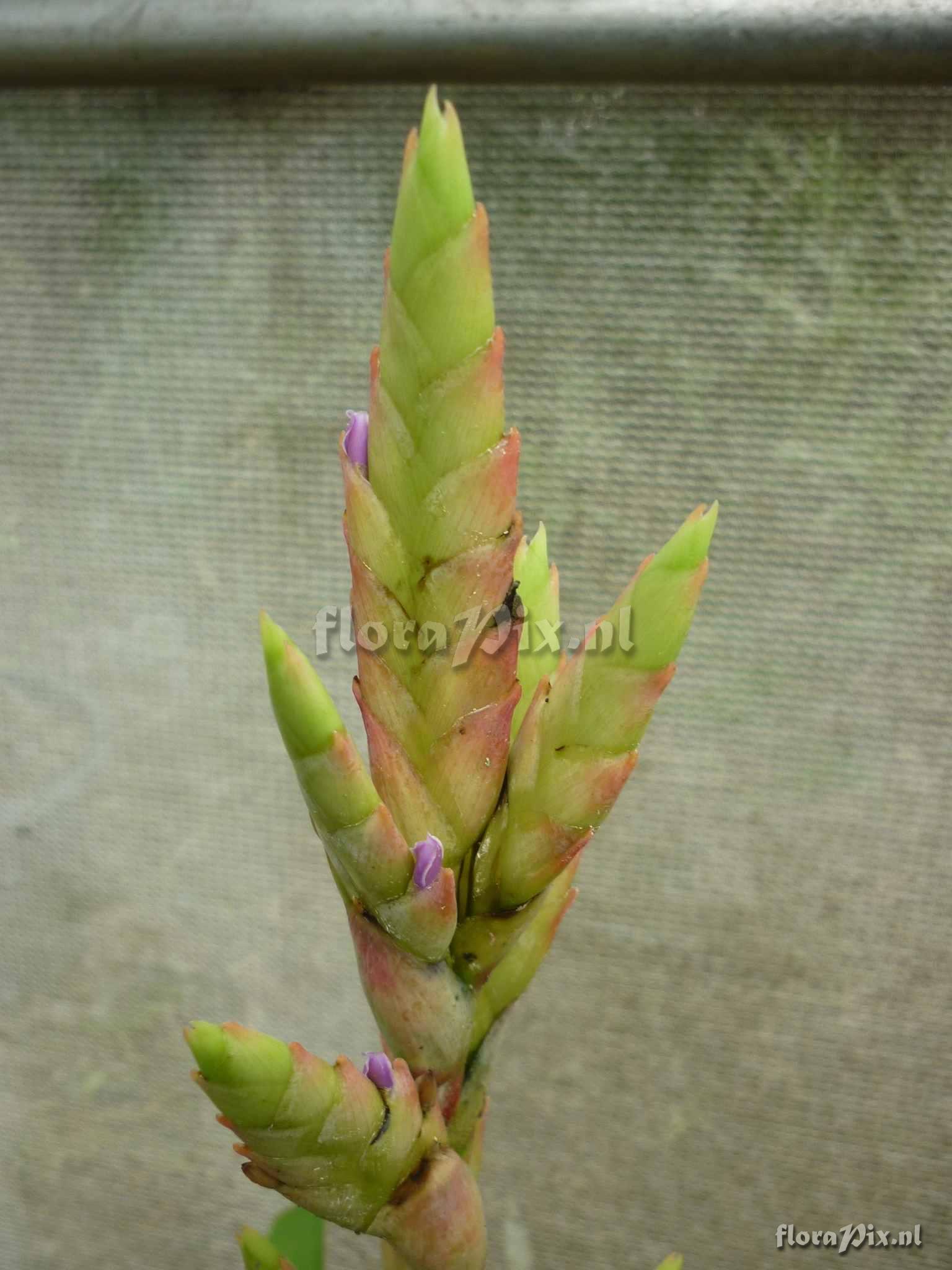 Tillandsia sp