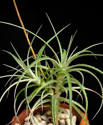 Hechtia sp. guerrero