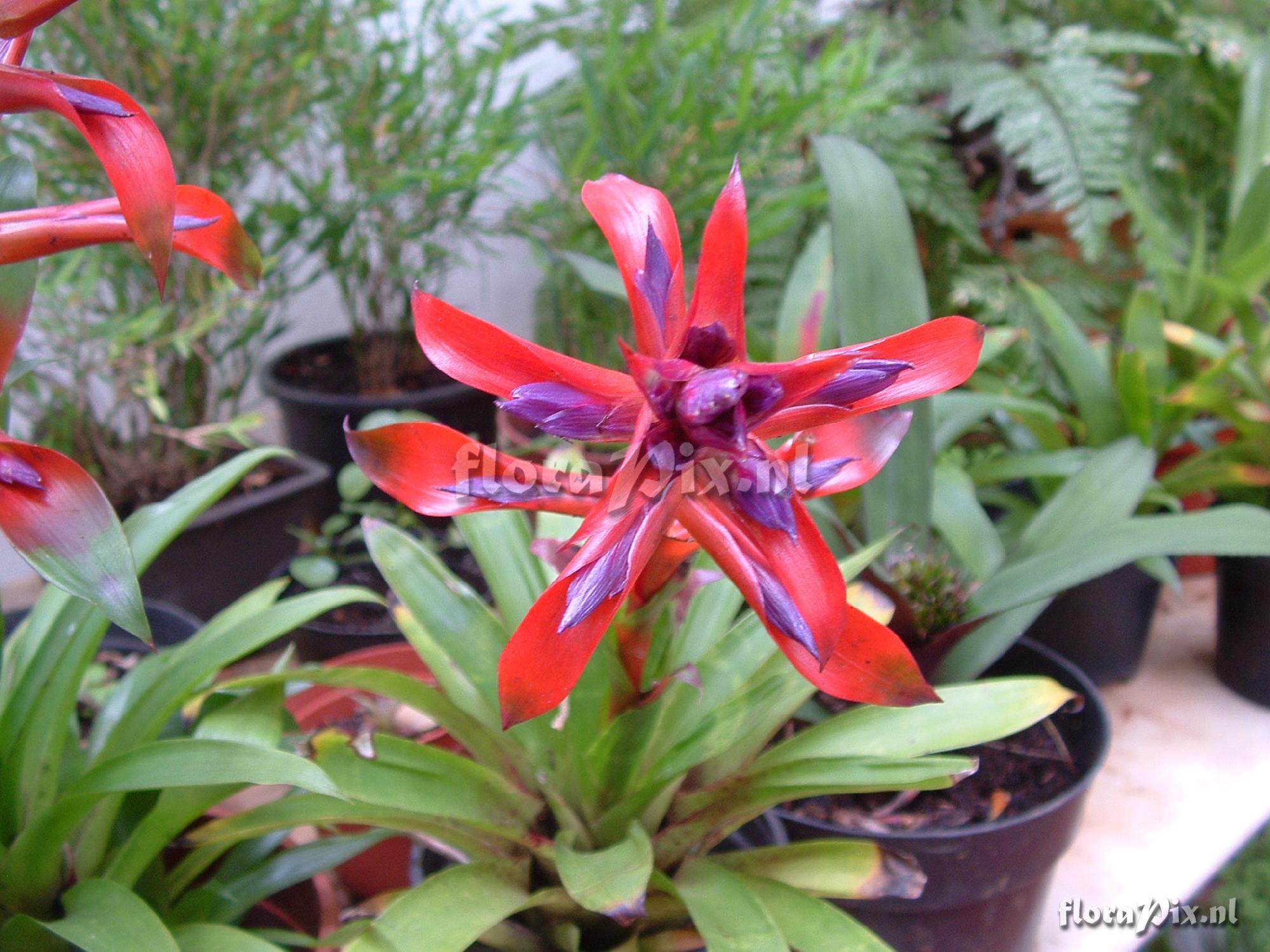 Tillandsia leiboldiana