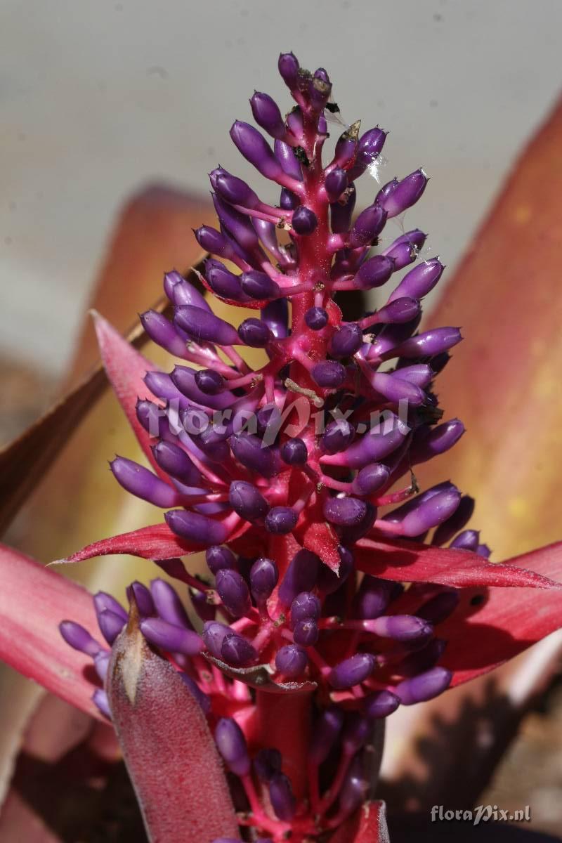 Aechmea rubro-lilacina