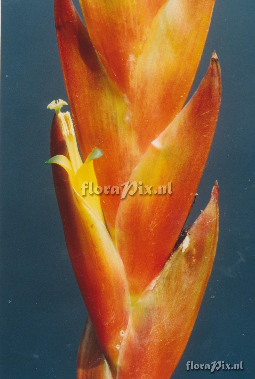 Vriesea biguassuensis
