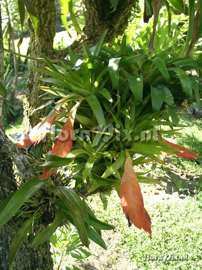 Tillandsia multicaulis