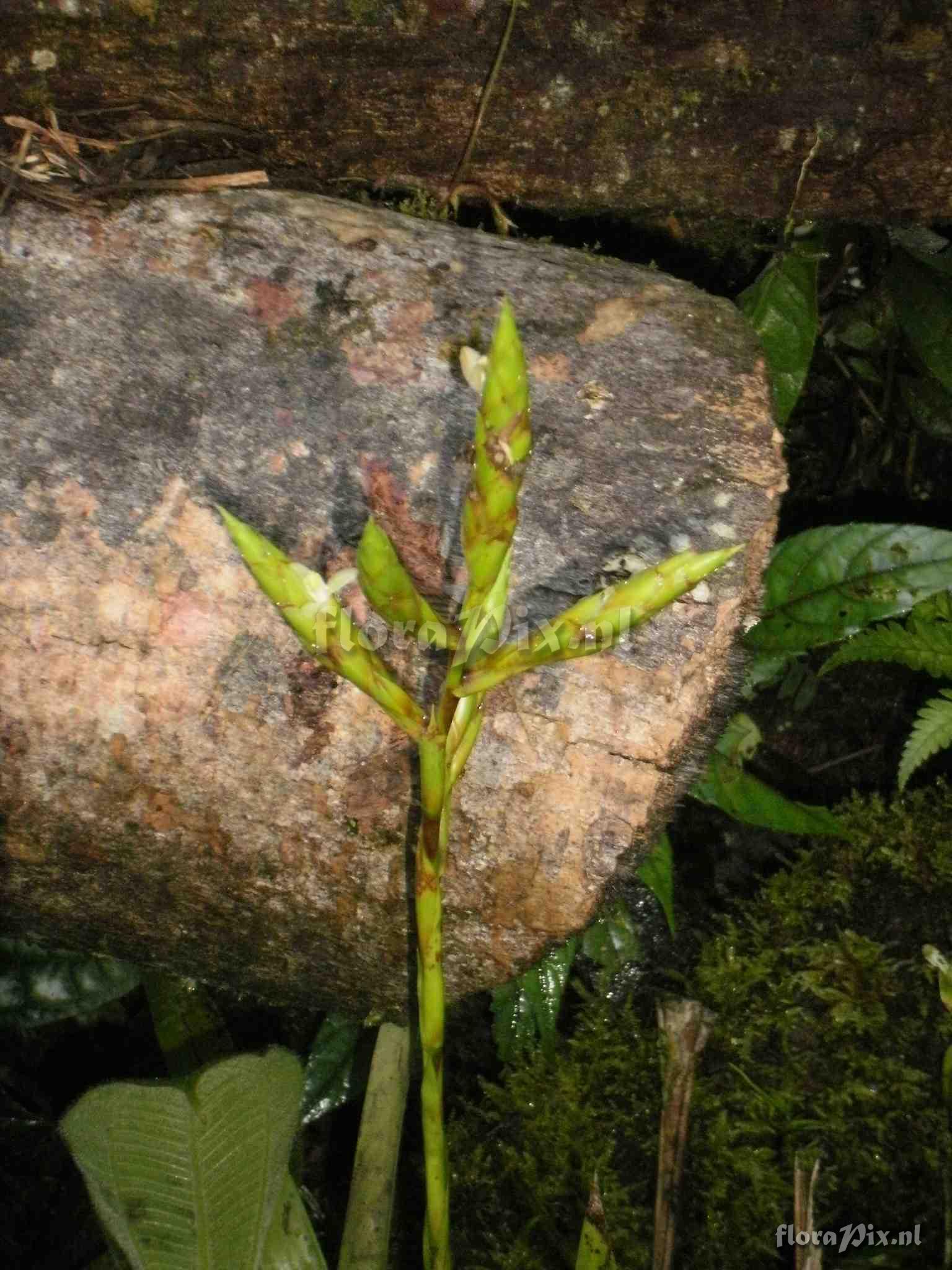 Guzmania sp
