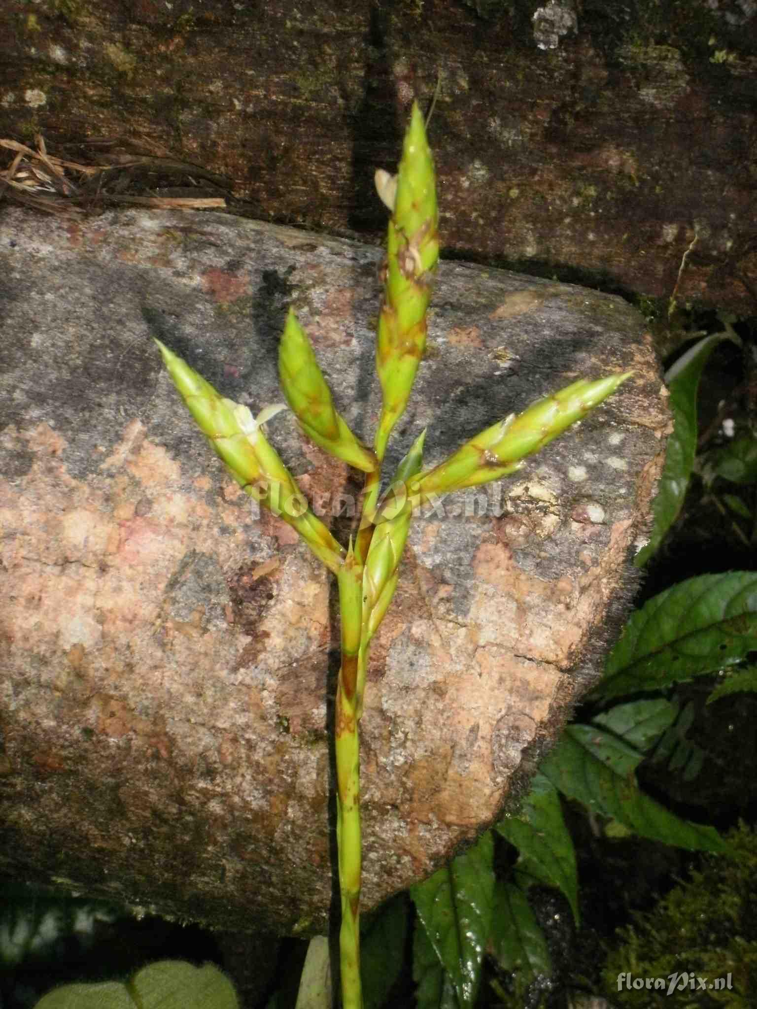 Guzmania sp