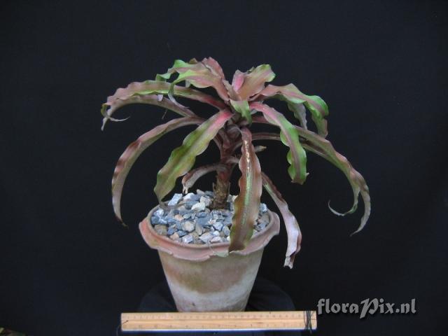 Cryptanthus sp.