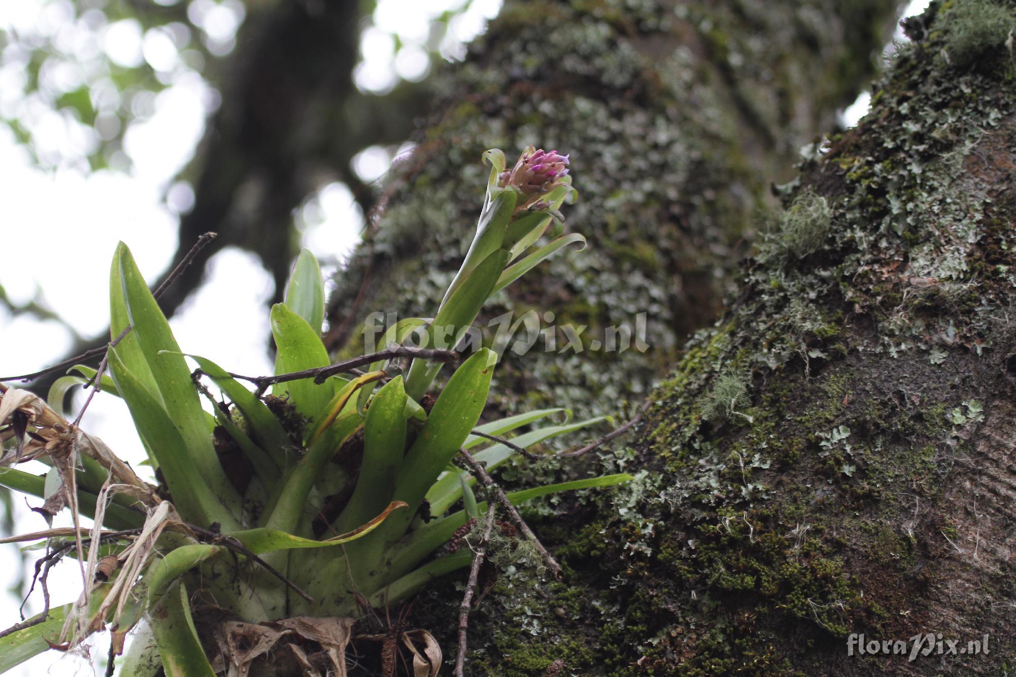 Tillandsia biflora