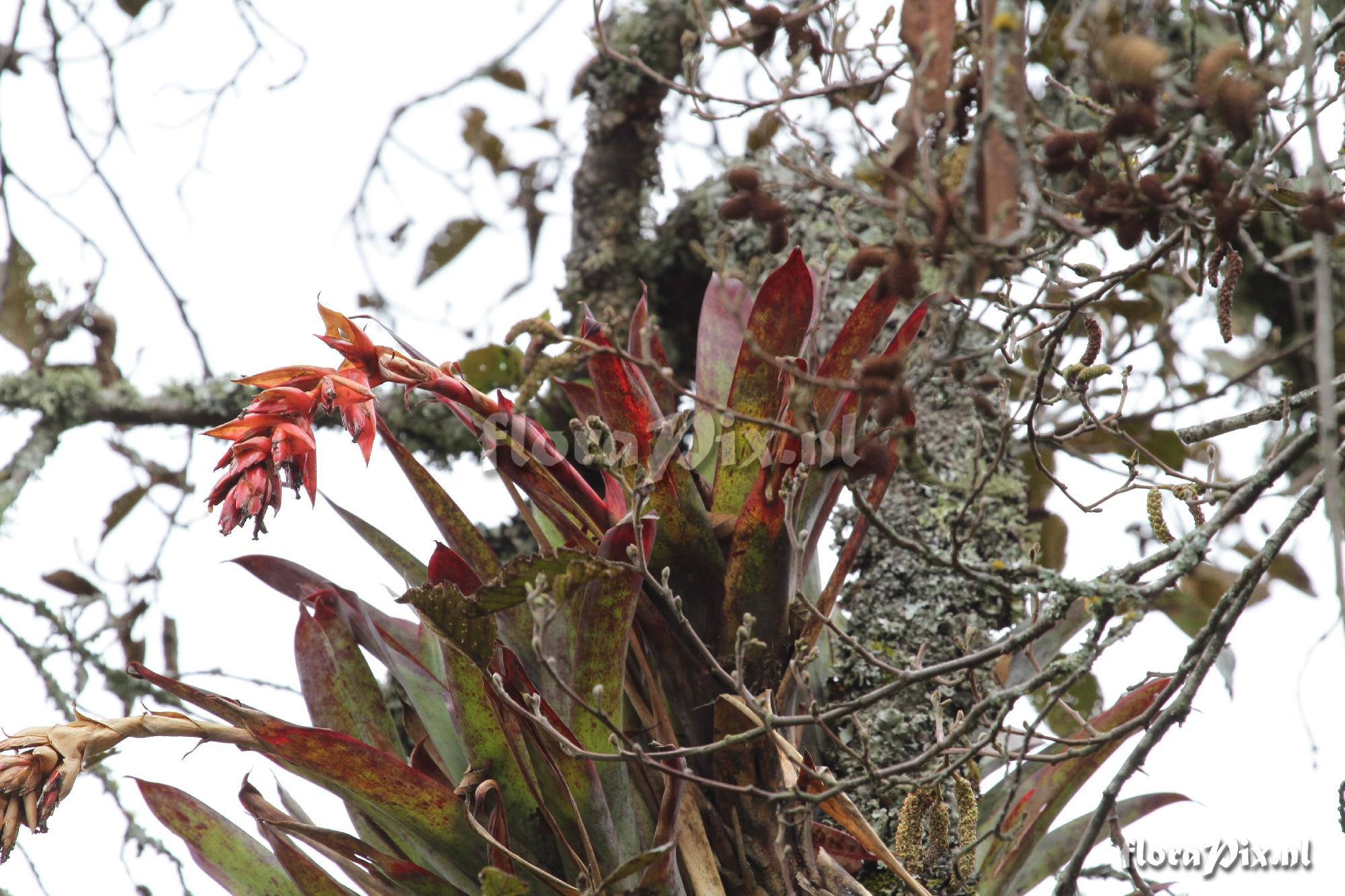 Tillandsia 