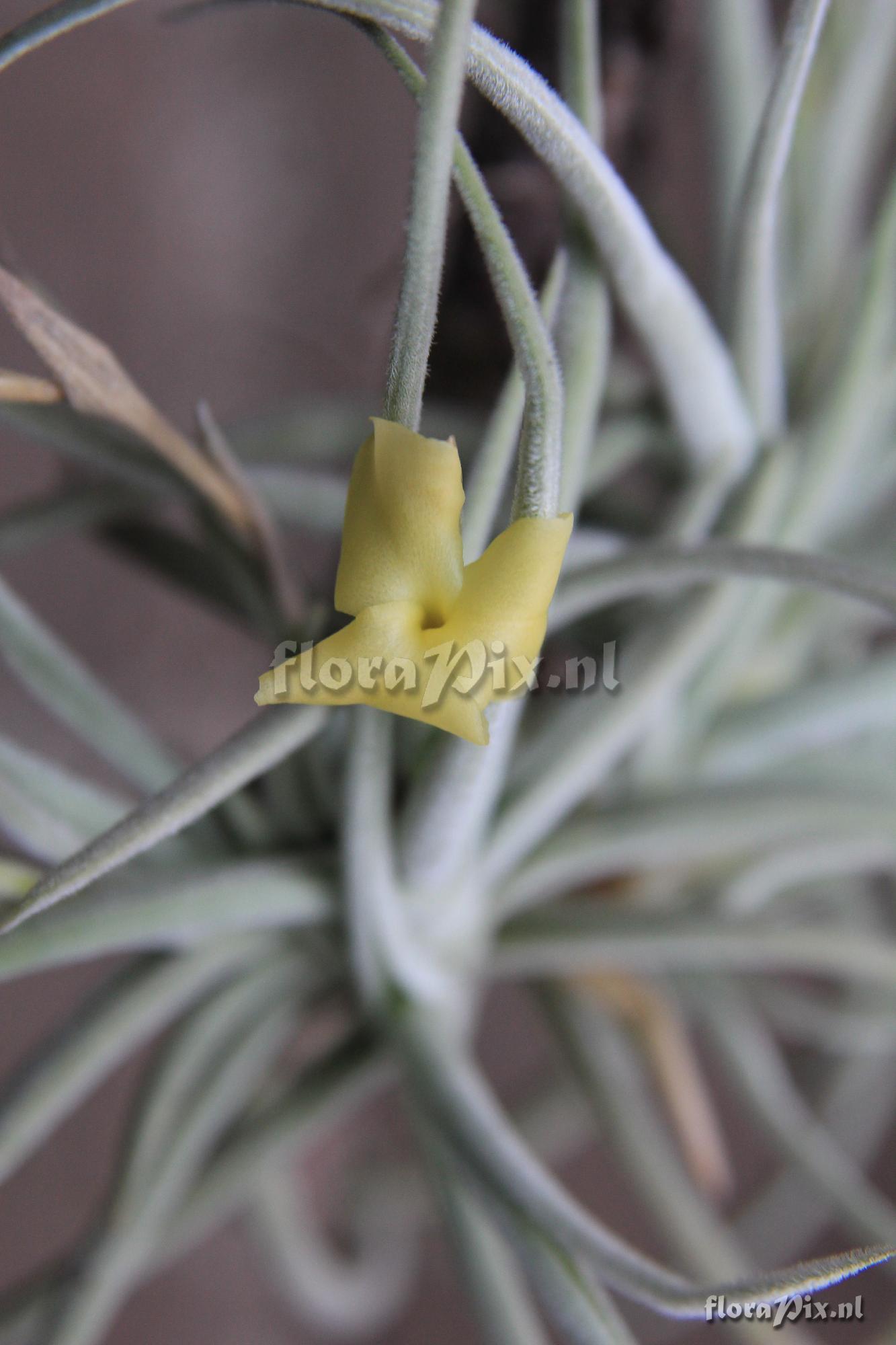 Tillandsia porongoensis