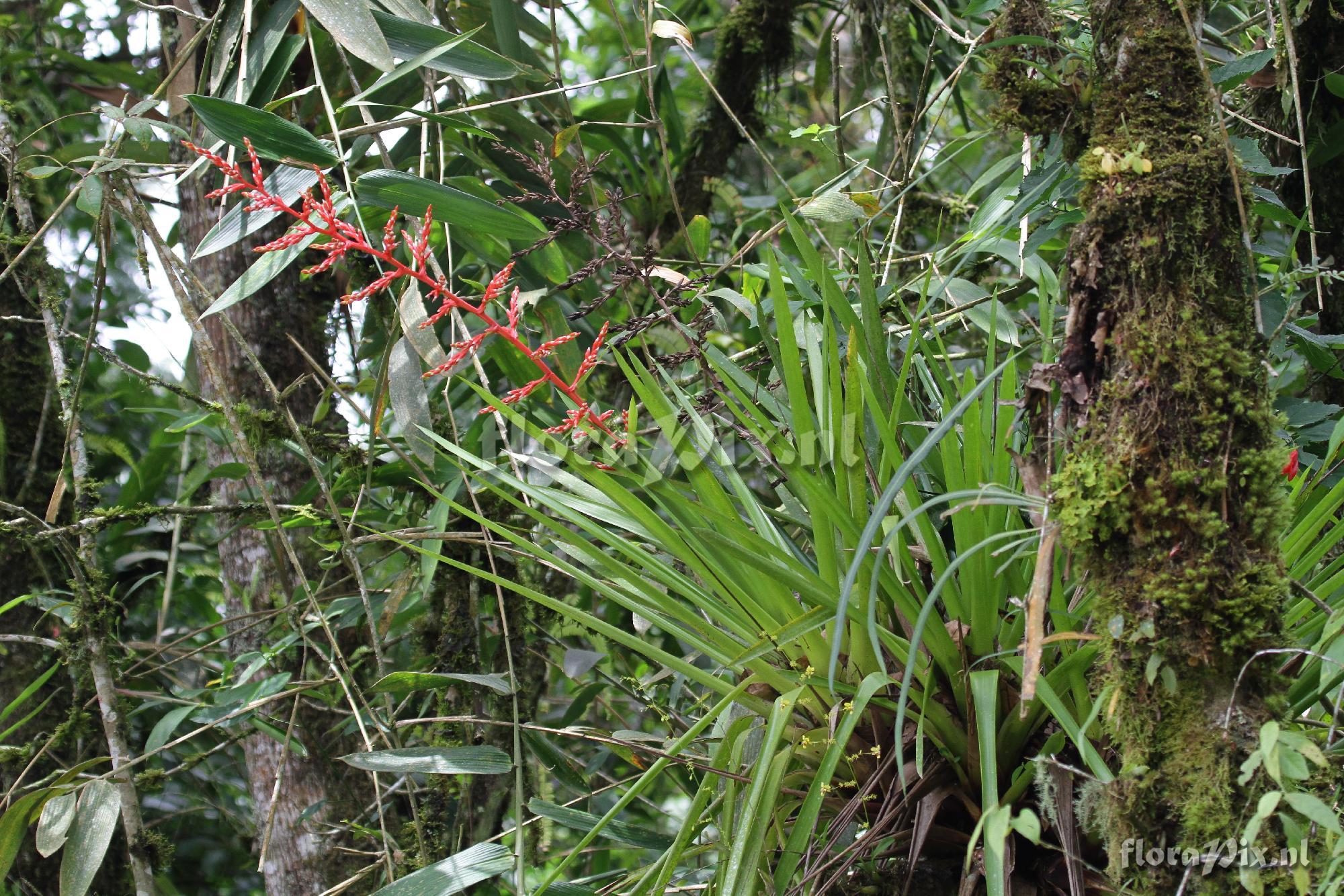 Guzmania sp.