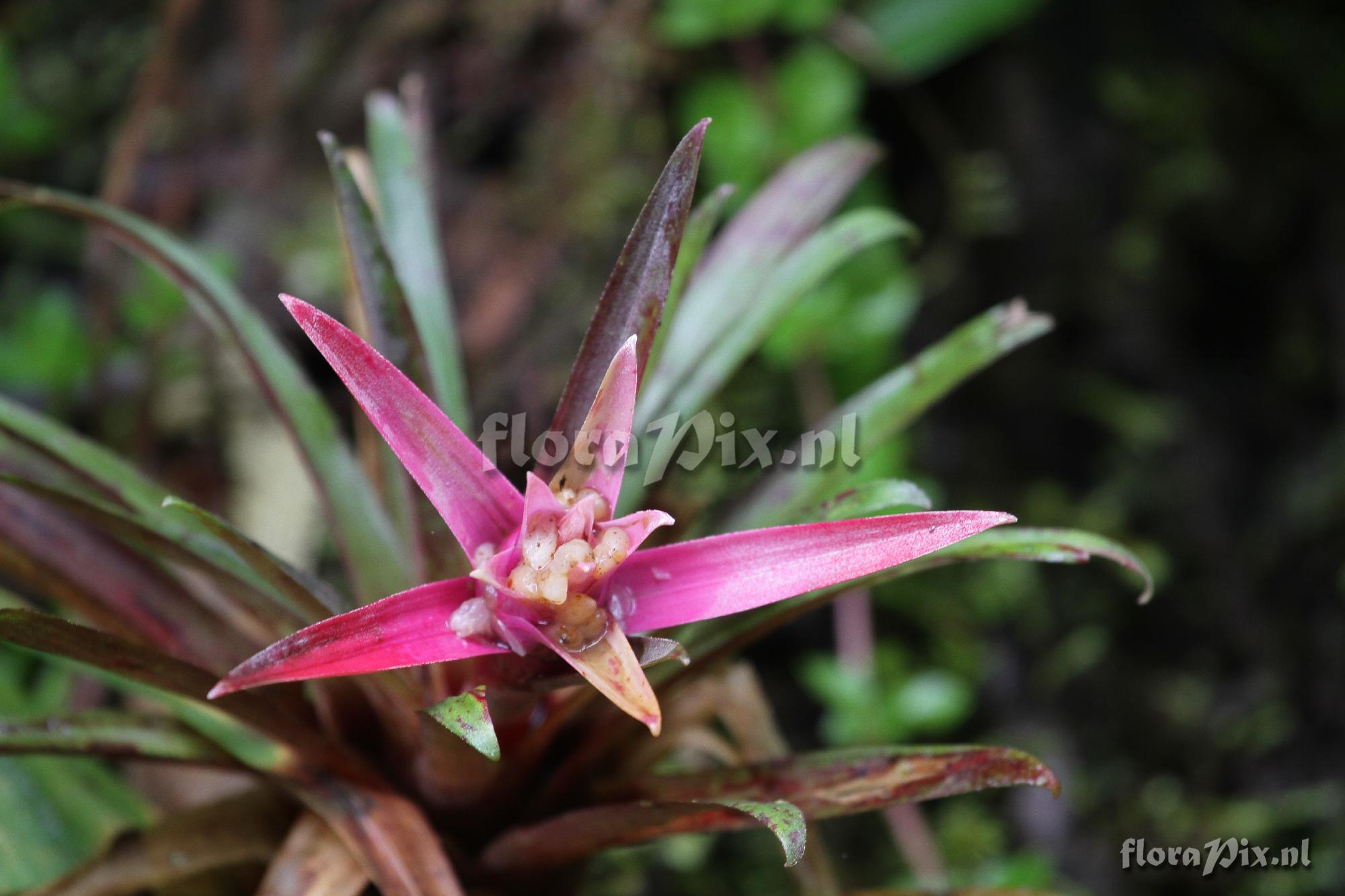 Guzmania kraenzliniana