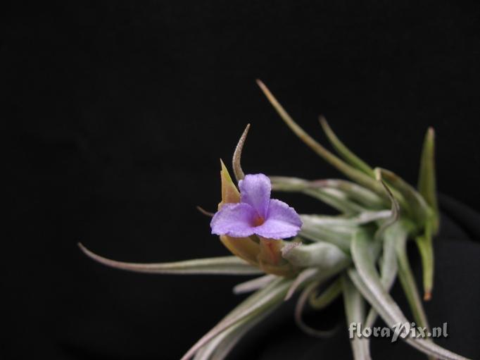 Tillandsia gerdae