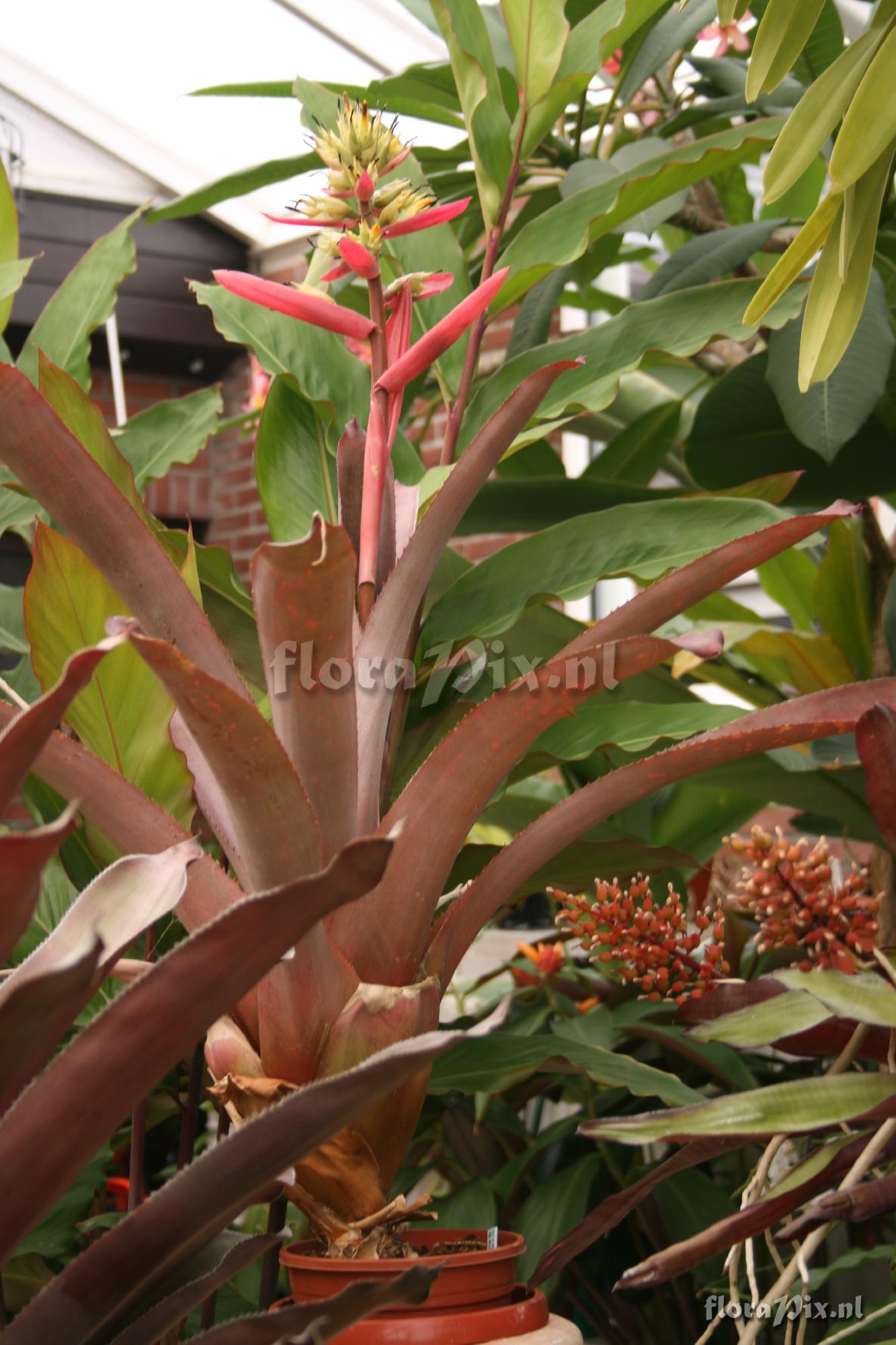 Aechmea aquilega