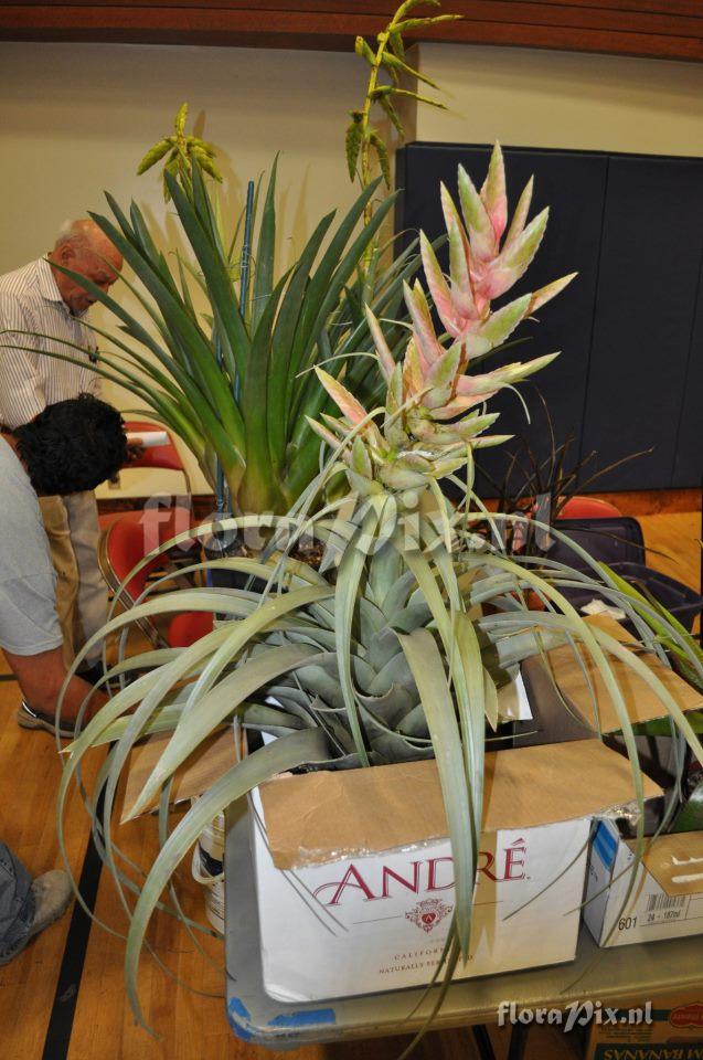 Tillandsia sp