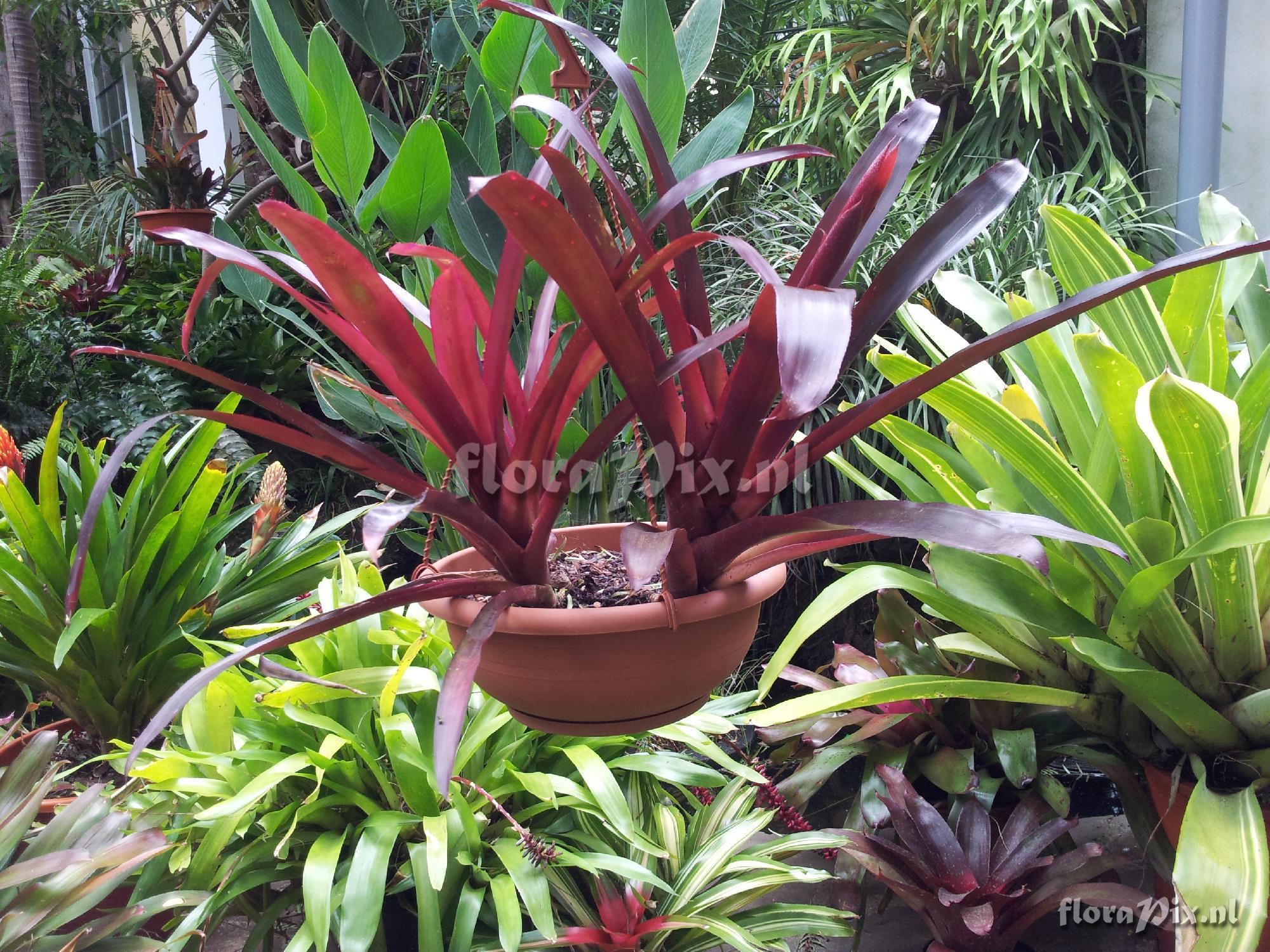 Billbergia 