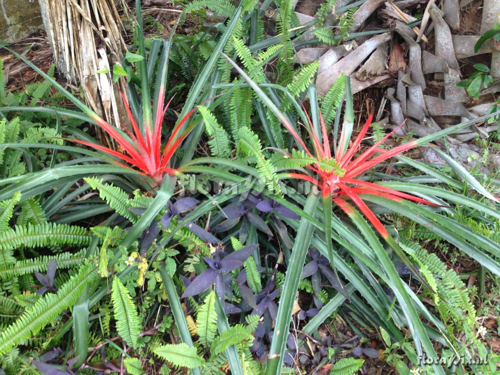 Bromelia balansae