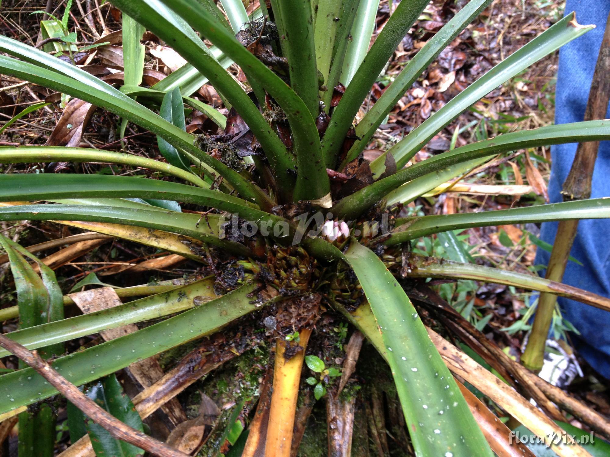 Greigia Albo Rosea