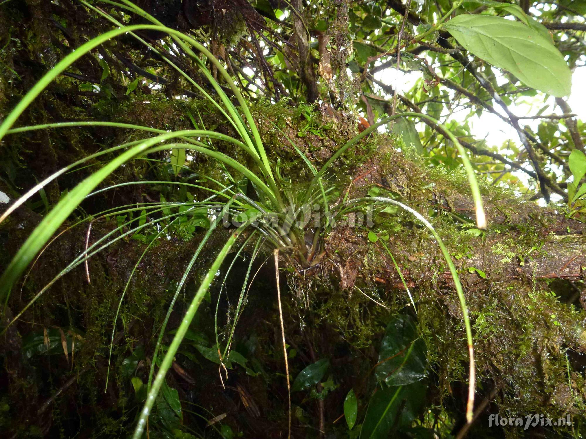 Werauhia graminifolia ?