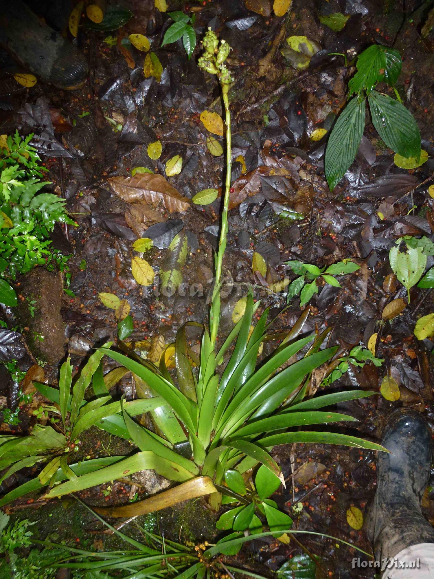 Guzmania sp