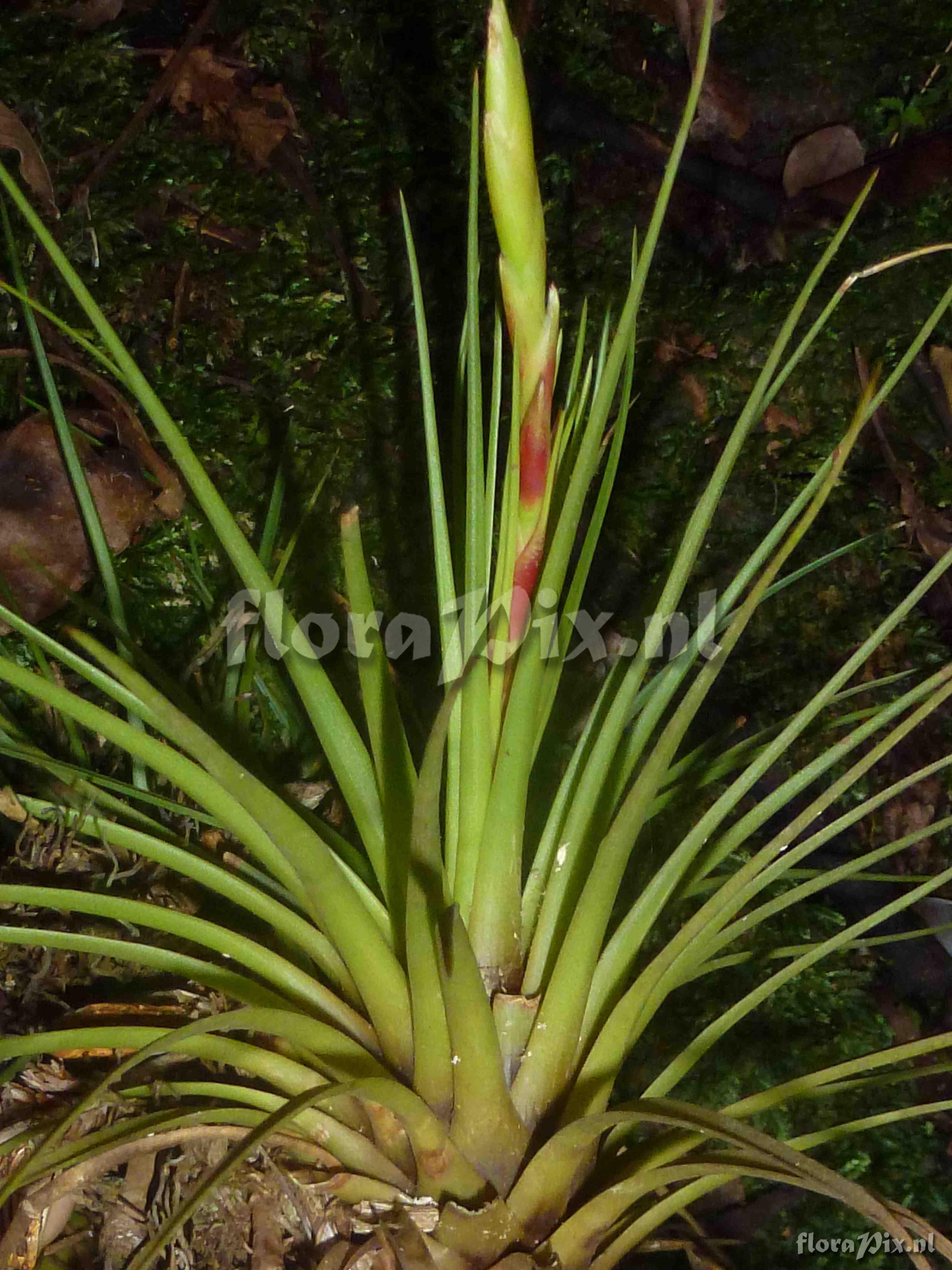 Tillandsia sp
