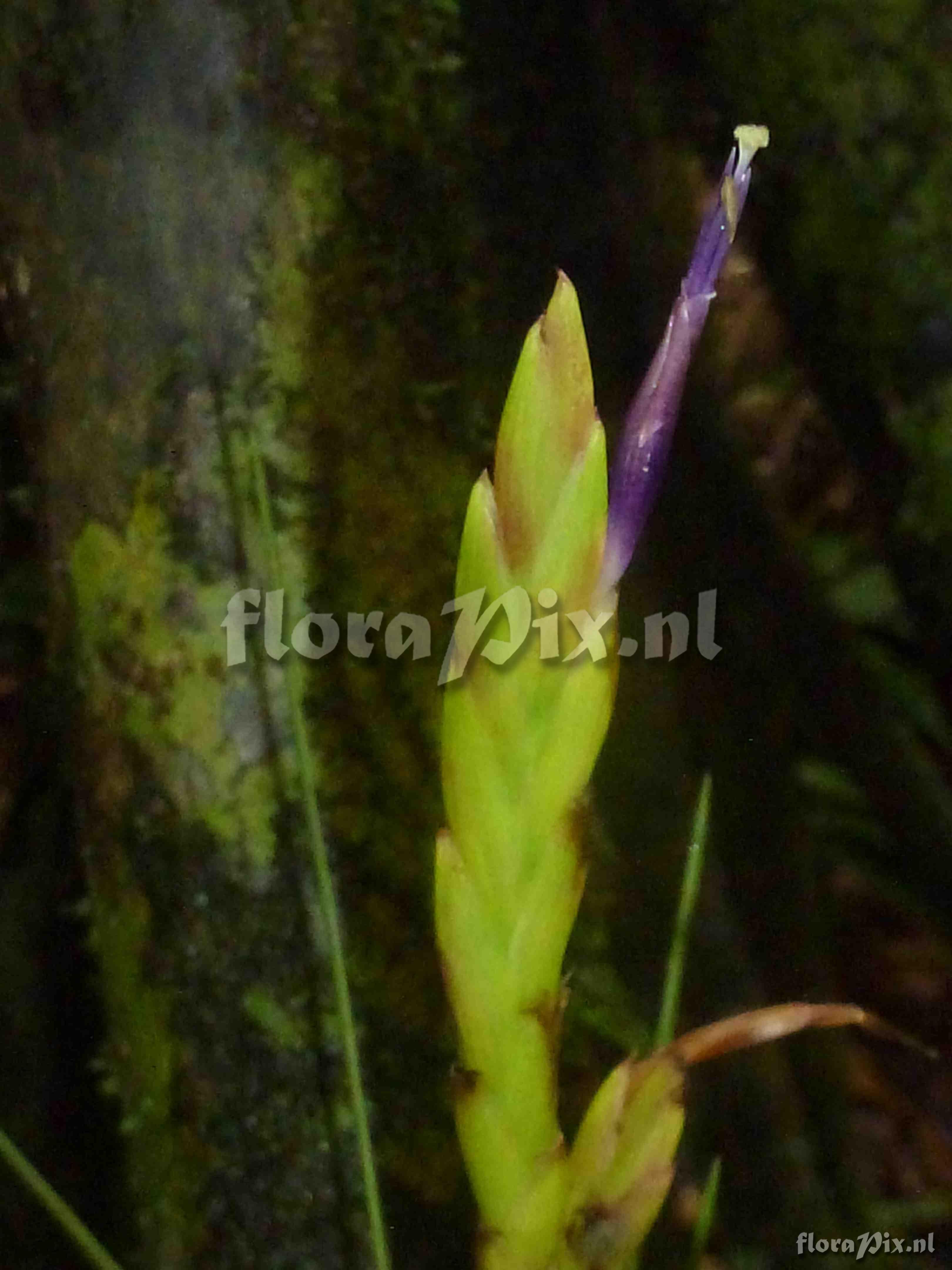 Tillandsia sp