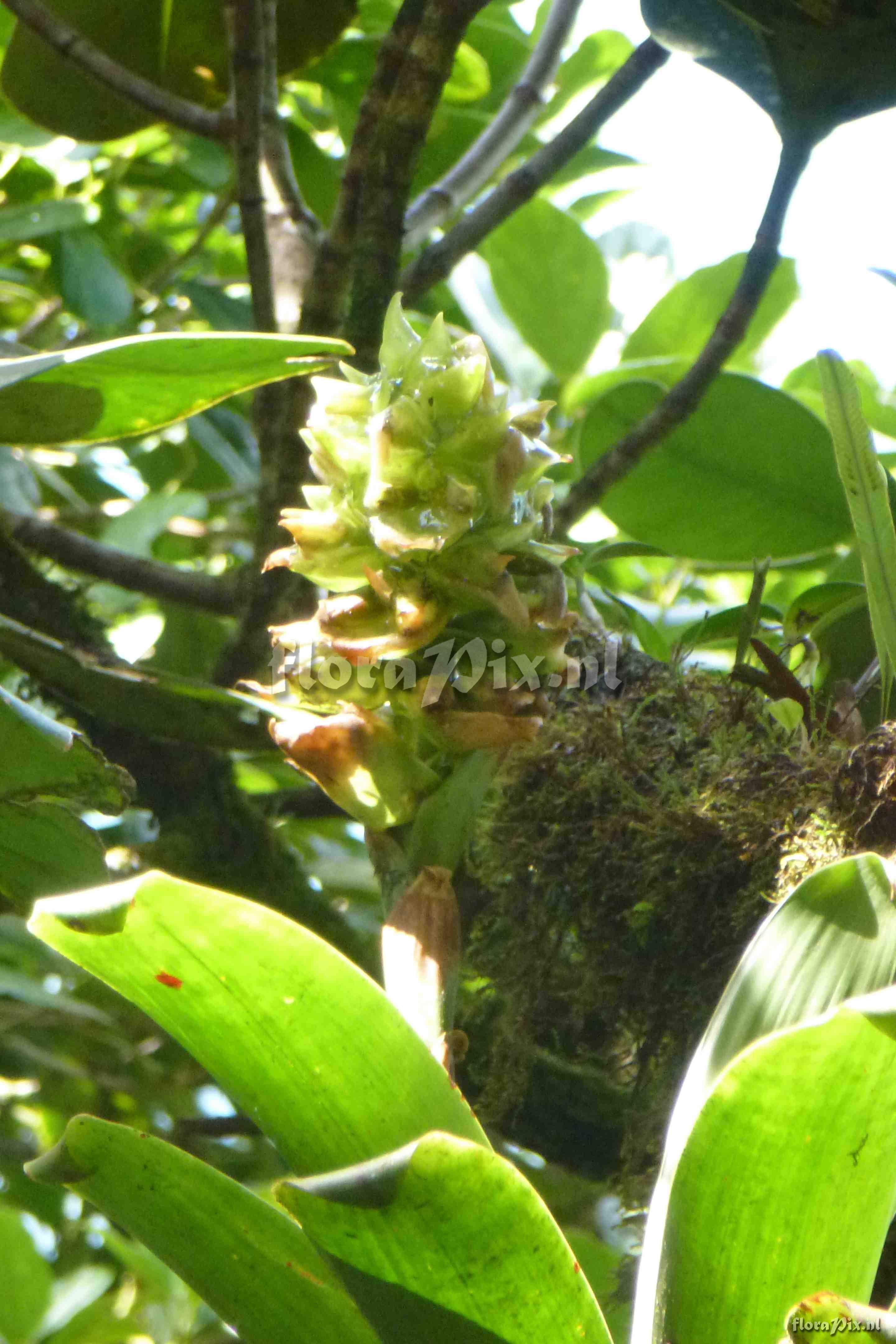 Werauhia sp