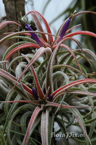 Tillandsia praschekii