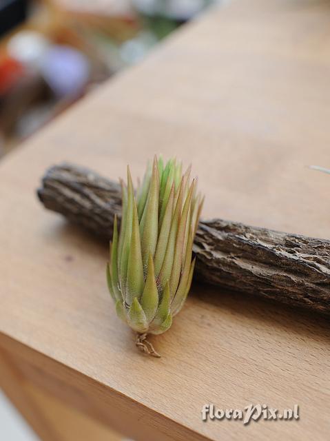 Tillandsia ionantha apretado