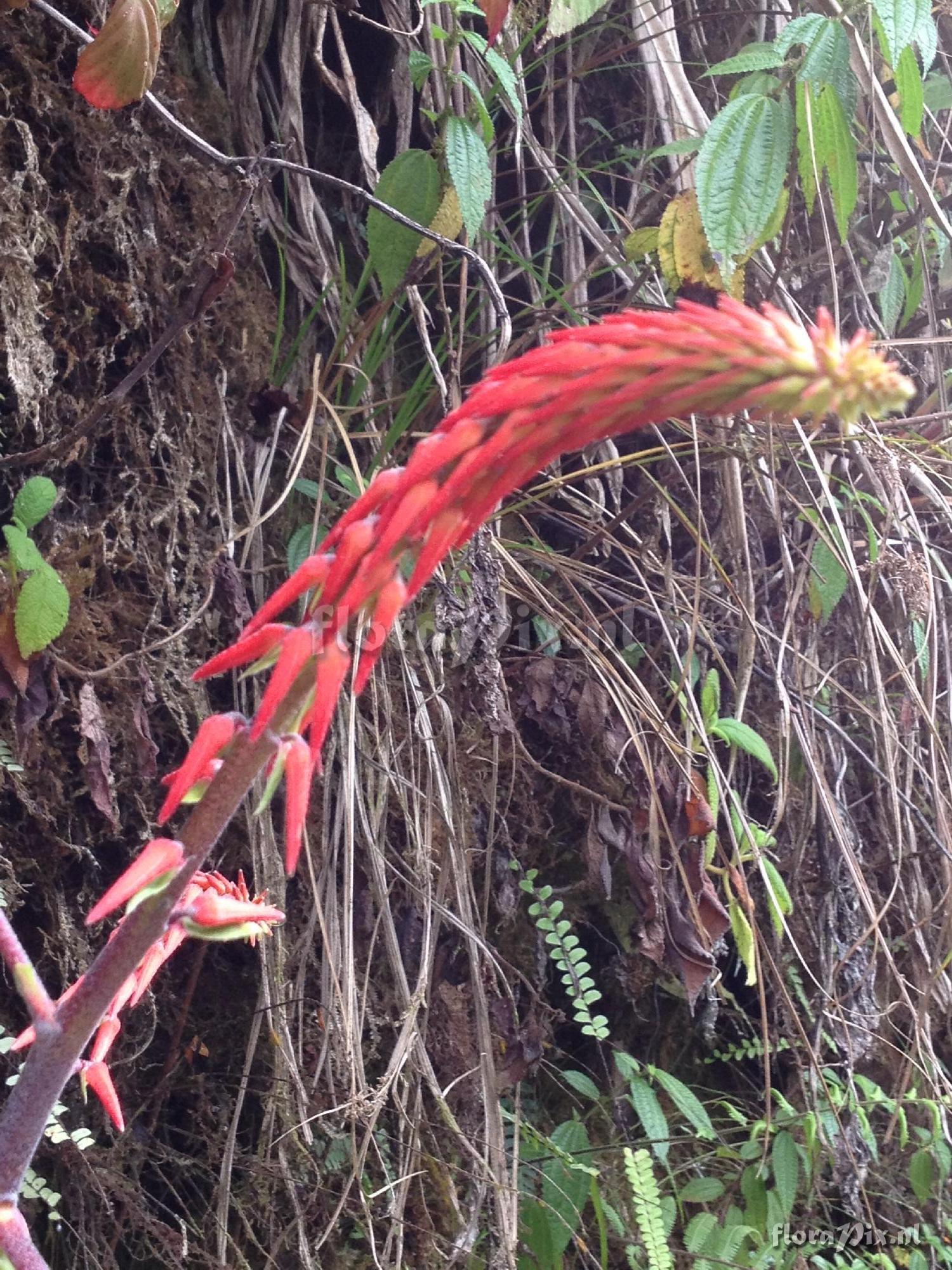 Pitcairnia sp