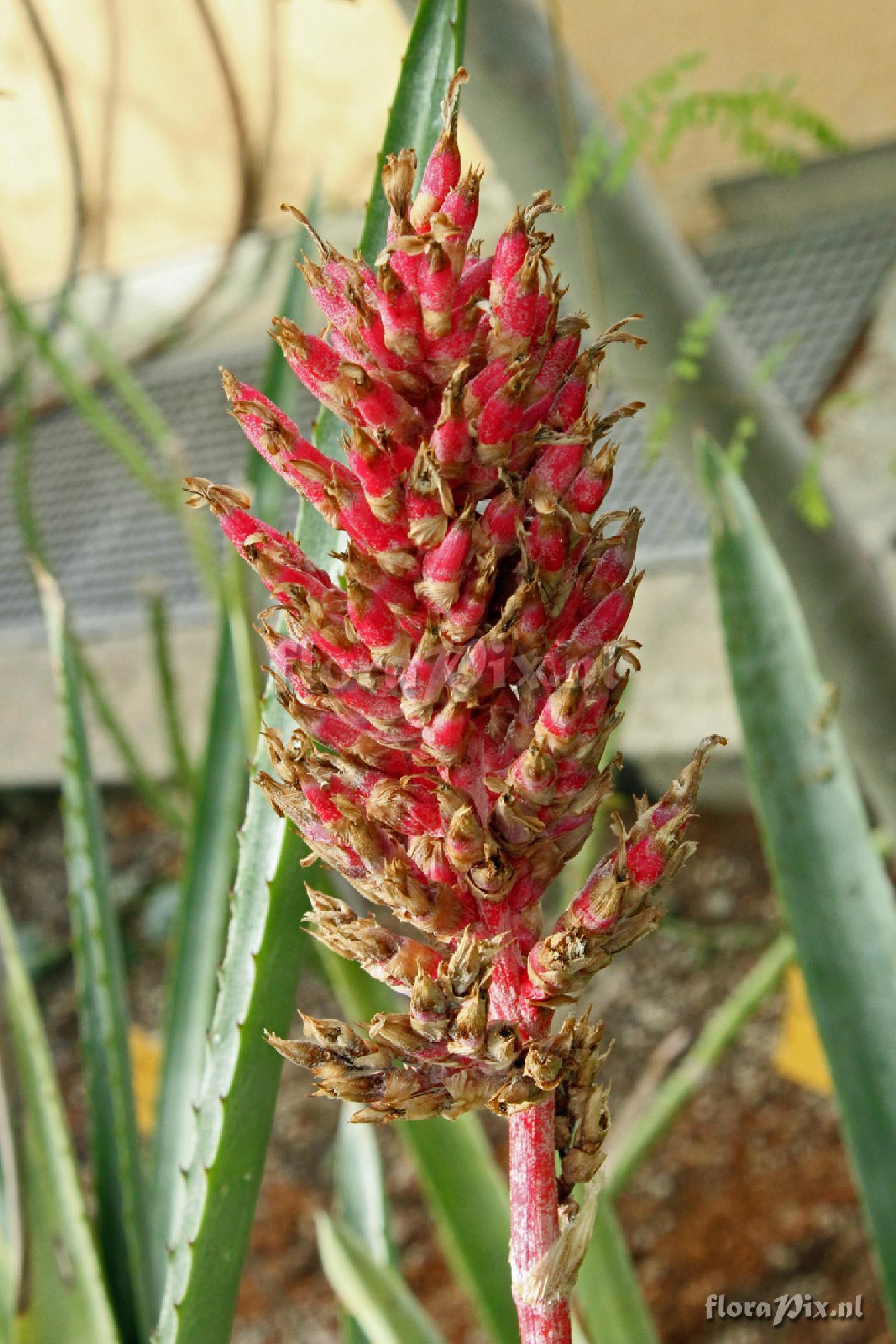 Aechmea distichantha var distichantha