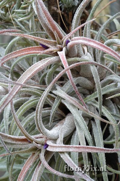 Tillandsia praschekii