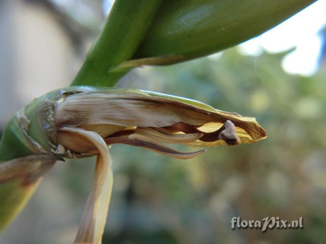 Werauhia sp.