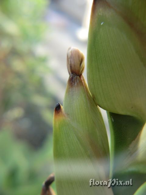 Werauhia sp.