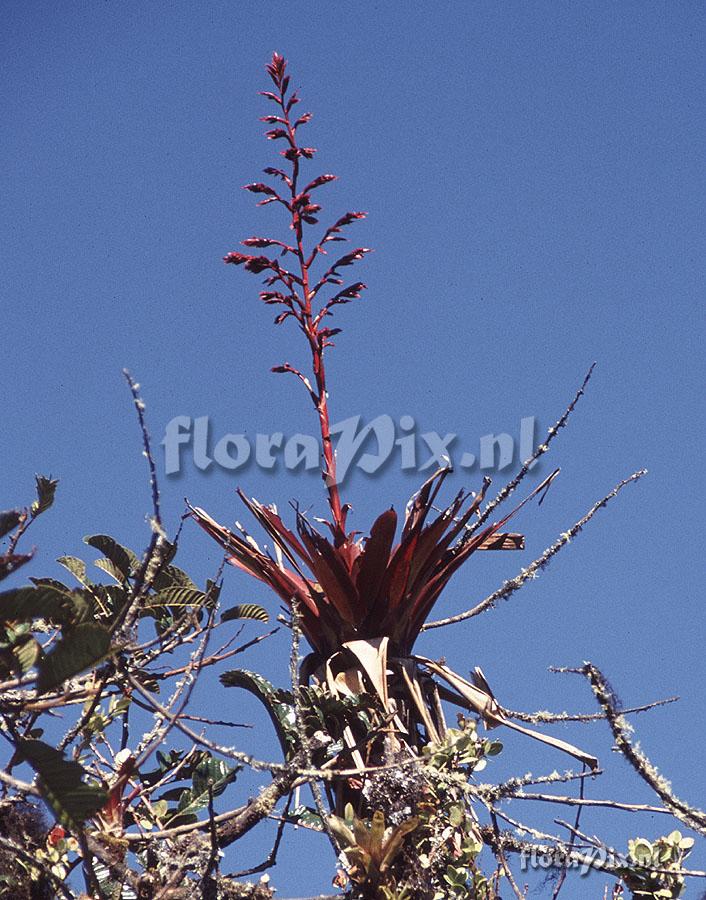 Tillandsia denudata