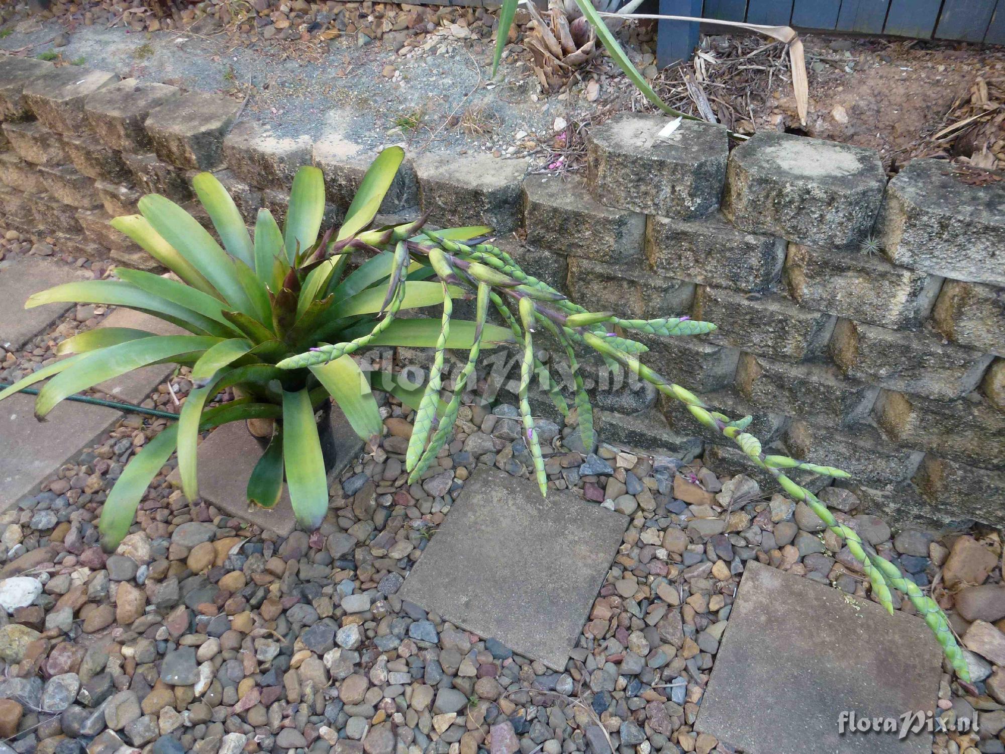 Tillandsia sp