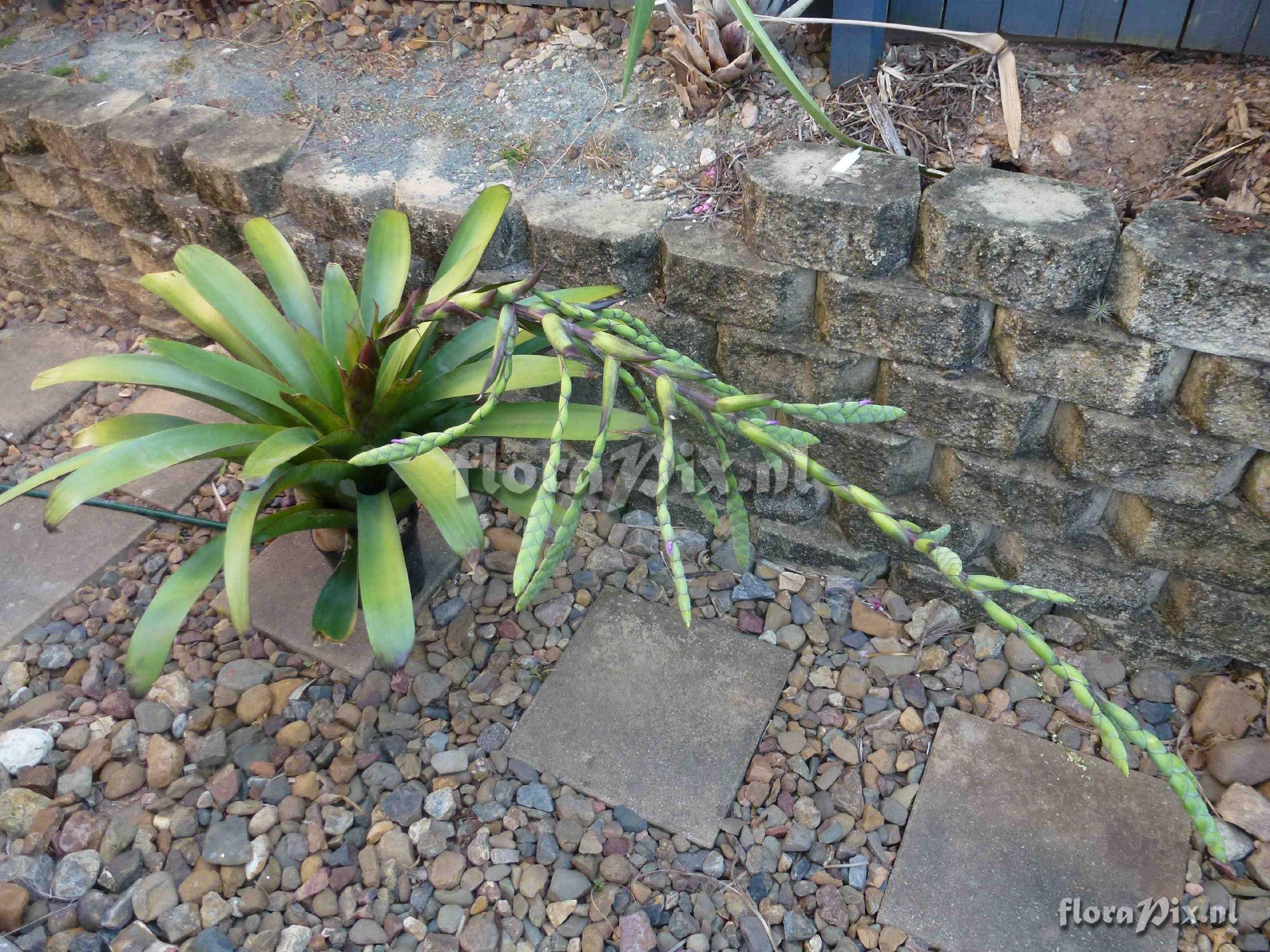 Tillandsia sp. ?